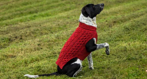 Card image showing small dog wearing a Paddy Green sweater