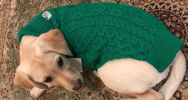 Card image showing small dog wearing a Paddy Green sweater